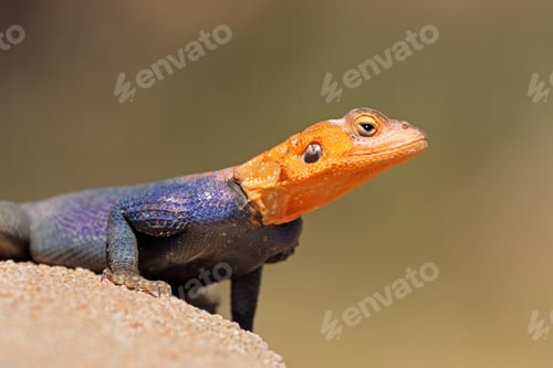 Preview: Portrait of a male Namib rock agama
