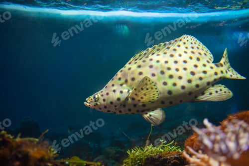 Preview: Beautiful fish at the bottom of the ocean