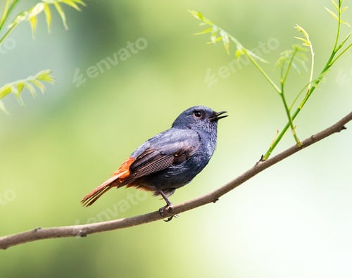 Preview: A Beautiful China Wildlife in picture of World