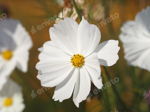 Preview: white color flower, sulfur Cosmos, Mexican Aster flowers bloom springtime garden nature background