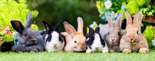Preview: bunny Easter fluffy baby rabbit or new born rabbit.