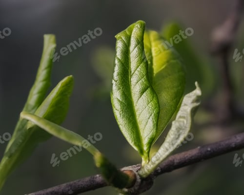 Preview: The emergence of young tender leaf foliage with vibrant spring green hues in early May. New York