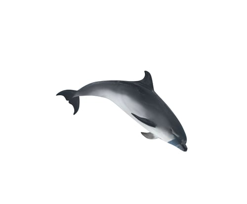 Preview: Beautiful grey bottlenose dolphin on white background