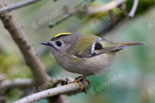 Preview: Goldcrest (Regulus regulus)