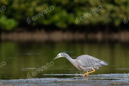 Preview: Heron Walking in Shallow Water