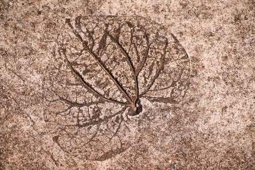 Preview: Leaf print on the cement floor