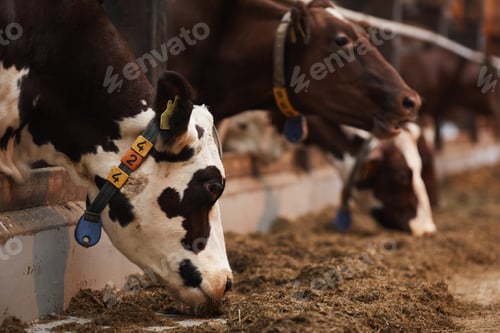 Preview: Cows Eating Hay at Farm
