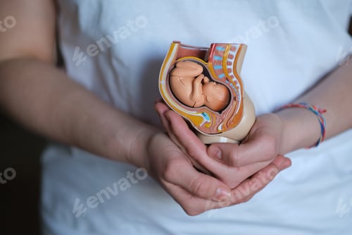 Preview: nurturing doula holds a replica of an embryo in the womb, showcasing her dedication to assisting