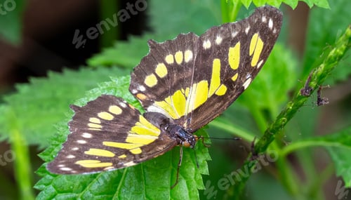 Preview: Macro shot of a colorful butterfly on a green leaf
