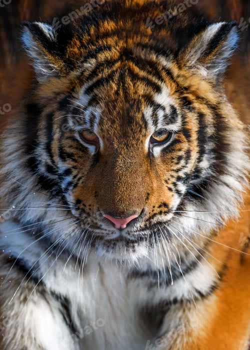 Preview: Close up detail view portrait of a Siberian tiger