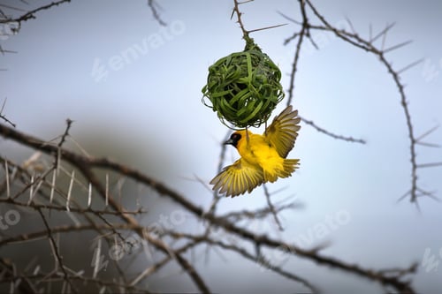 Preview: Yellow weaver bird flying in a forest in Tanzania
