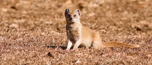 Preview: Young Indian brown mongoose in its natural habitat