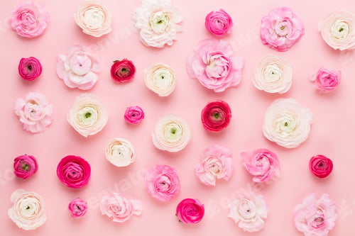 Preview: Beautiful colored ranunculus flowers on a pink background. Spring greeting card.