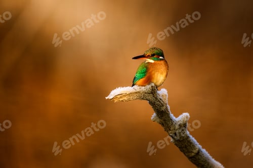 Preview: Common kingfisher