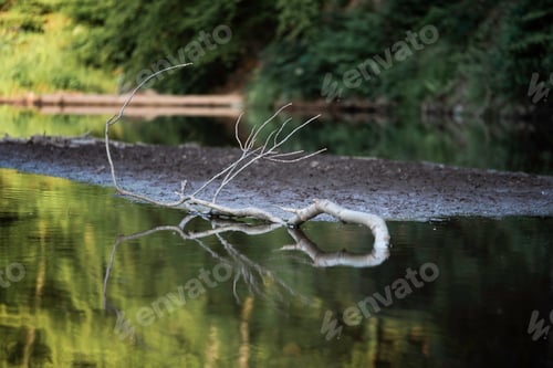 Preview: a branch in the water of a small river with trees in the background