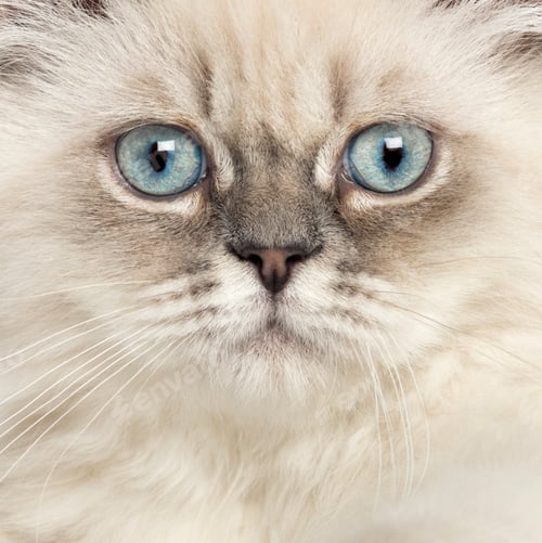 Preview: Close up of a British Longhair kitten, 5 months old