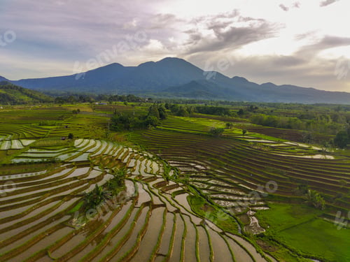 Preview: Beautiful morning view indonesia Panorama Landscape paddy fields with beauty color and sky natural