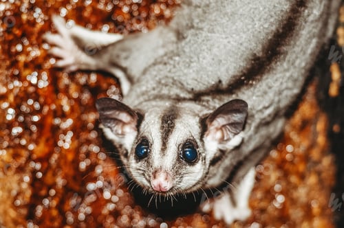 Preview: A sugar glider on a tree