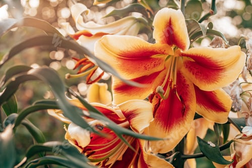 Preview: Fresh and delicious-smelling orange red and yellow Holland lily flower hybrid