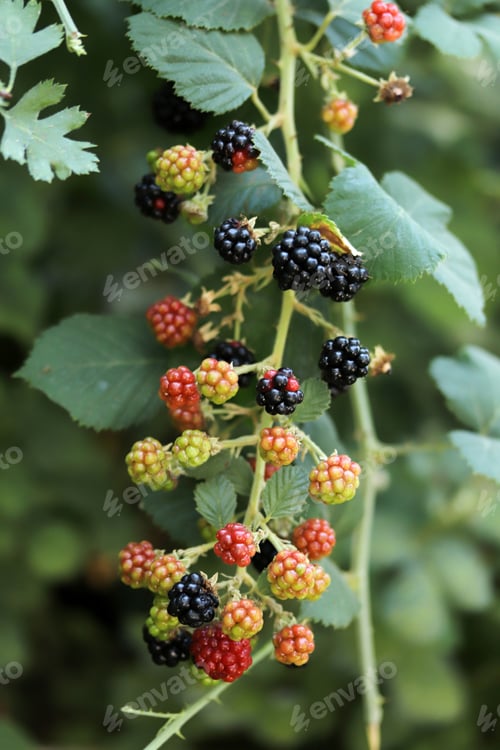 Preview: blackberries on a branch close-up