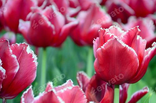 Preview: Picture of beautiful tulips on shallow deep of field close up
