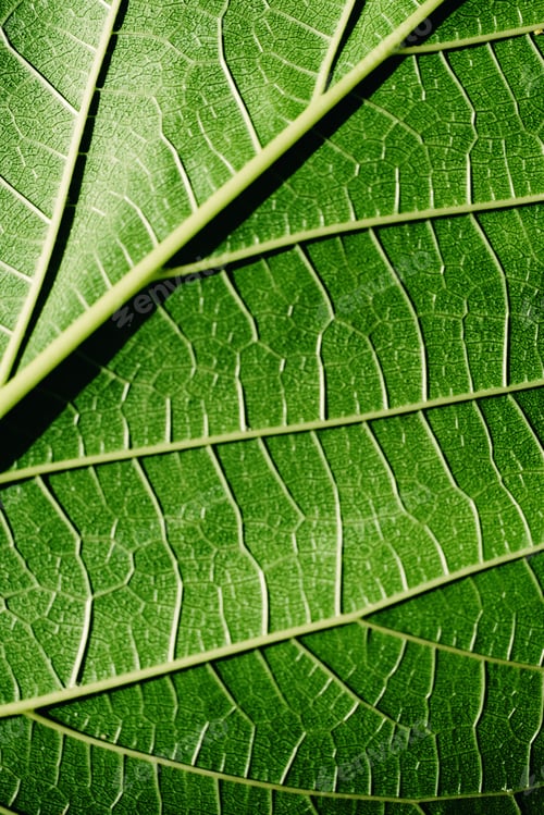 Preview: Close-up detail of a mulberry leaf illuminated by the sun, green nature background and texture.