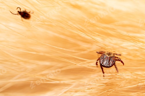 Preview: Ticks on dog hair. Ticks sucking dog blood. Dangerous insect mite, encephalitis