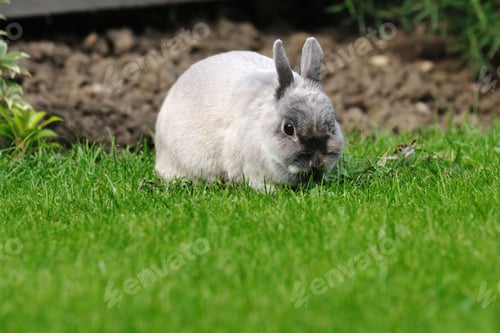 Preview: pets, bunny, scared, rabbit, hare