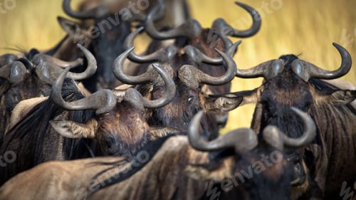 Preview: Group of buffalos in Masai Mara, Kenya