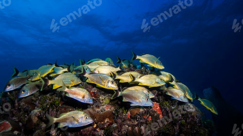 Preview: Amazing underwater world, Underwater world scene.