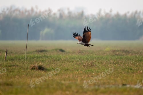 Preview: Brahminy kite bird flying over grasslands looking to hunt