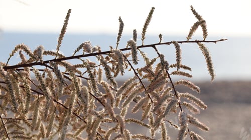 Preview: Closeup of Tamarix gallica on a blurred beach background