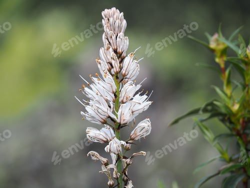 Preview: Close-up of a white flower with a blurred background