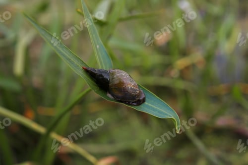 Preview: a snail sitting on a reed leaf on the background of a lake