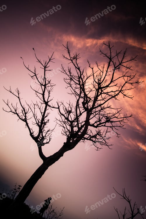 Preview: Silhouette of a traveler beneath leafless trees during a peaceful ocean sunset