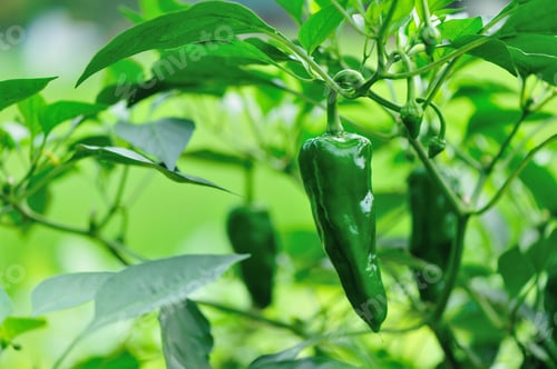 Preview: Green pepper plants in growth at vegetable garden