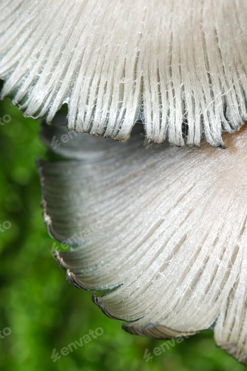 Preview: Mushrooms growing out of a tree trunk covered with green moss in Autumn season.
