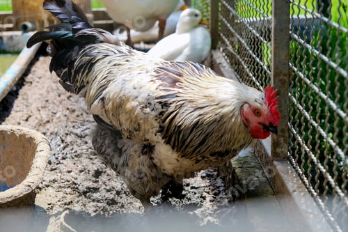 Preview: Chickens and rooster in the cage.