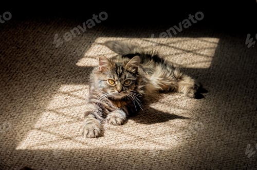 Preview: kitten in the shadows