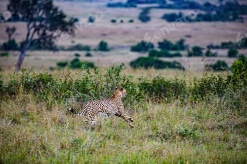Vista previa: Cheetah Wildlife Wild Animas Maasai Mara National Game Reserve Kenya
