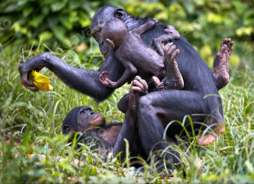 Preview: Bonobo chimpanzees in the wilderness in Democratic Republic of the Congo