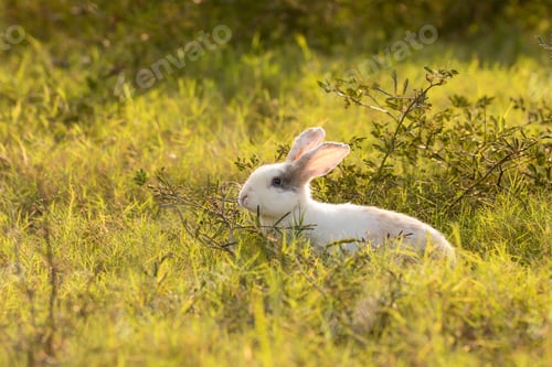 Preview: bunny Easter fluffy baby rabbit or new born rabbit.