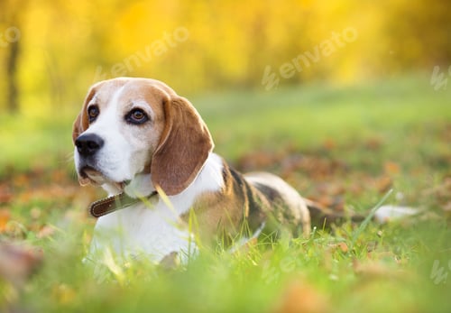 Preview: Beautiful dog