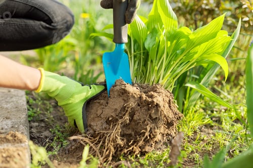 Preview: Close-up of spring dividing and planting bush of hosta plant in ground