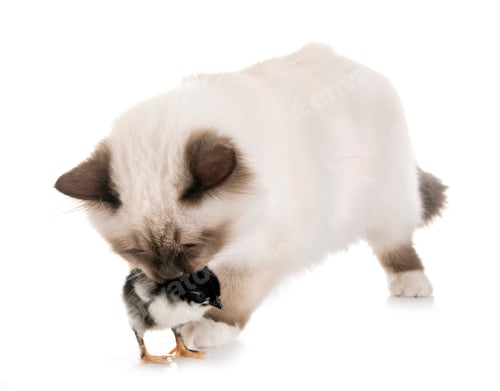 Preview: birman kitten and chick