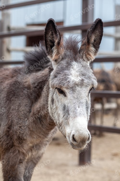 Preview: Donkey head close-up at the animal farm. Portrait of a gray donkey.