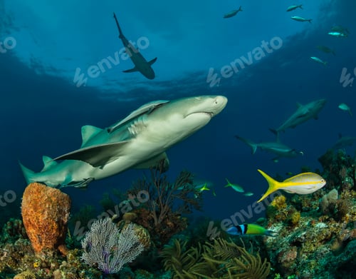 Preview: Underwater view of lemon shark, Tiger Beach, Bahamas