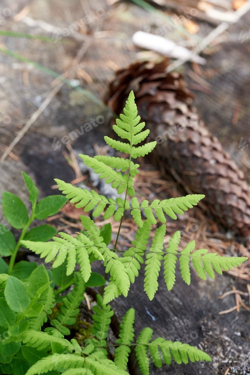 Preview: Lush, green fern frond stands out against the backdrop of a dense forest