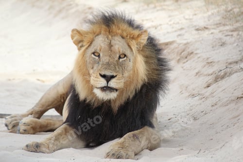 Preview: Male lion lying on the ground
