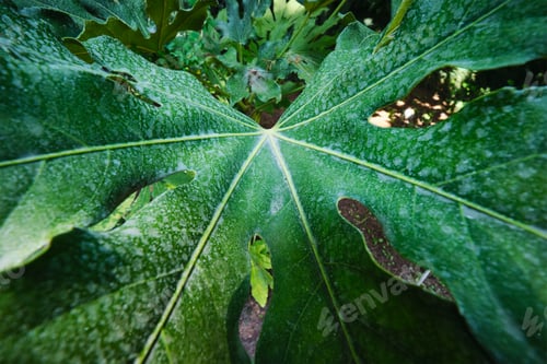 Preview: Tropical exotic plant Monstera deliciosa leaf close up